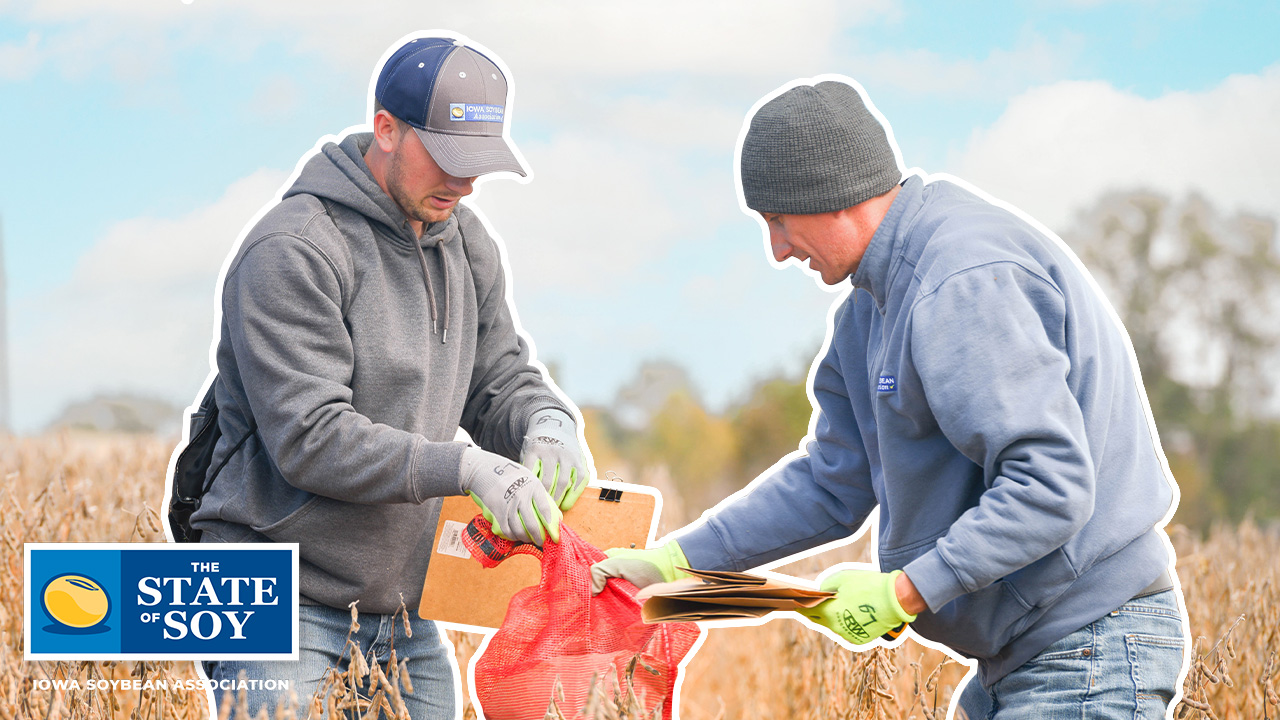 ISA analytics team performing research in soybean field