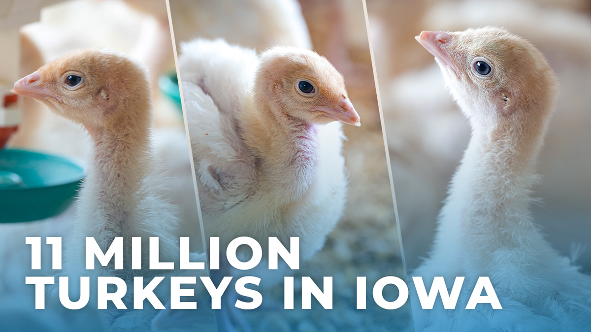 11 million turkeys in Iowa