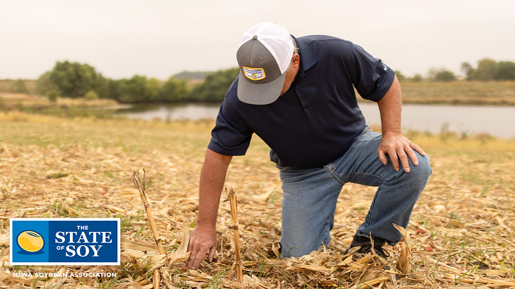 Farmer inspecting cover crops in field