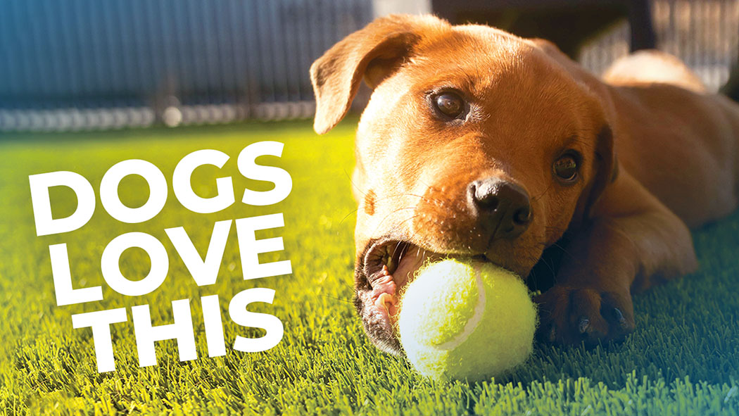 Puppy playing with ball on soy-based turf