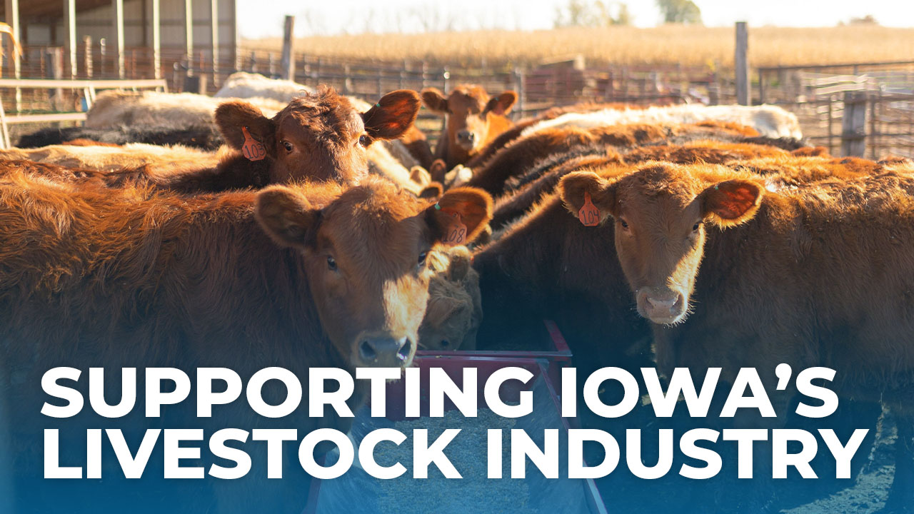 Cattle eating out of feed trough in Iowa