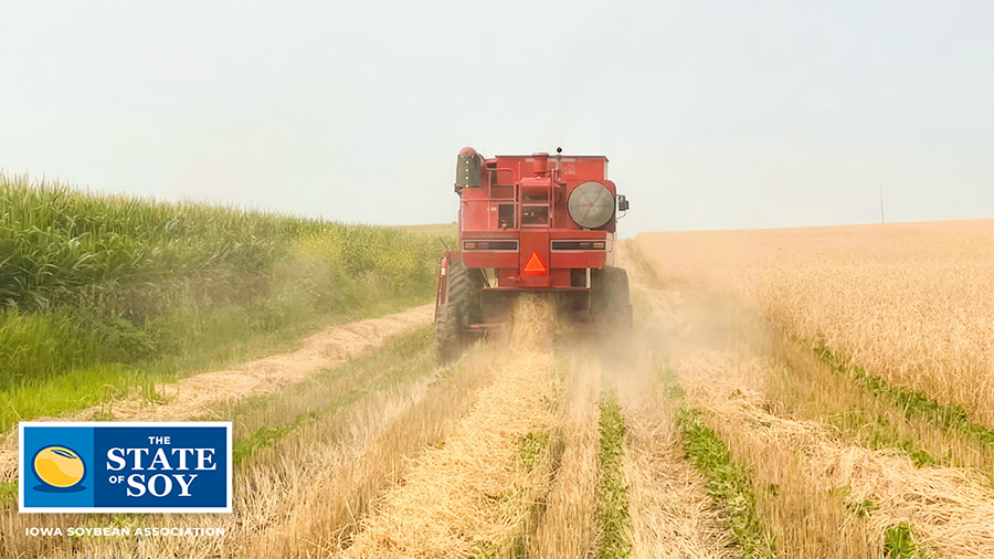 Combine harvests rye in relay cropping system