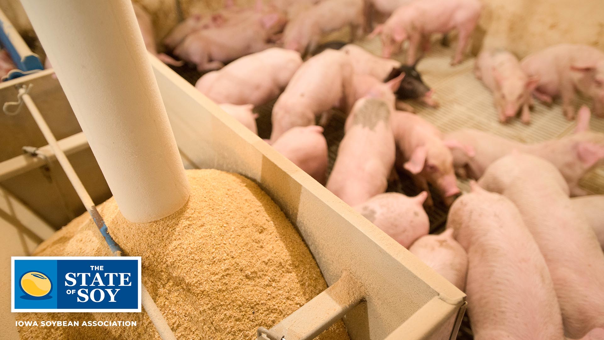 Pigs eating soybeans
