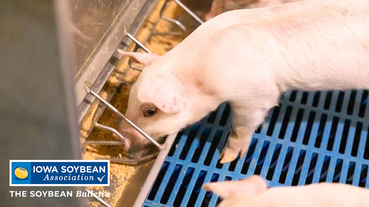 Pig eating soybean ration on farm