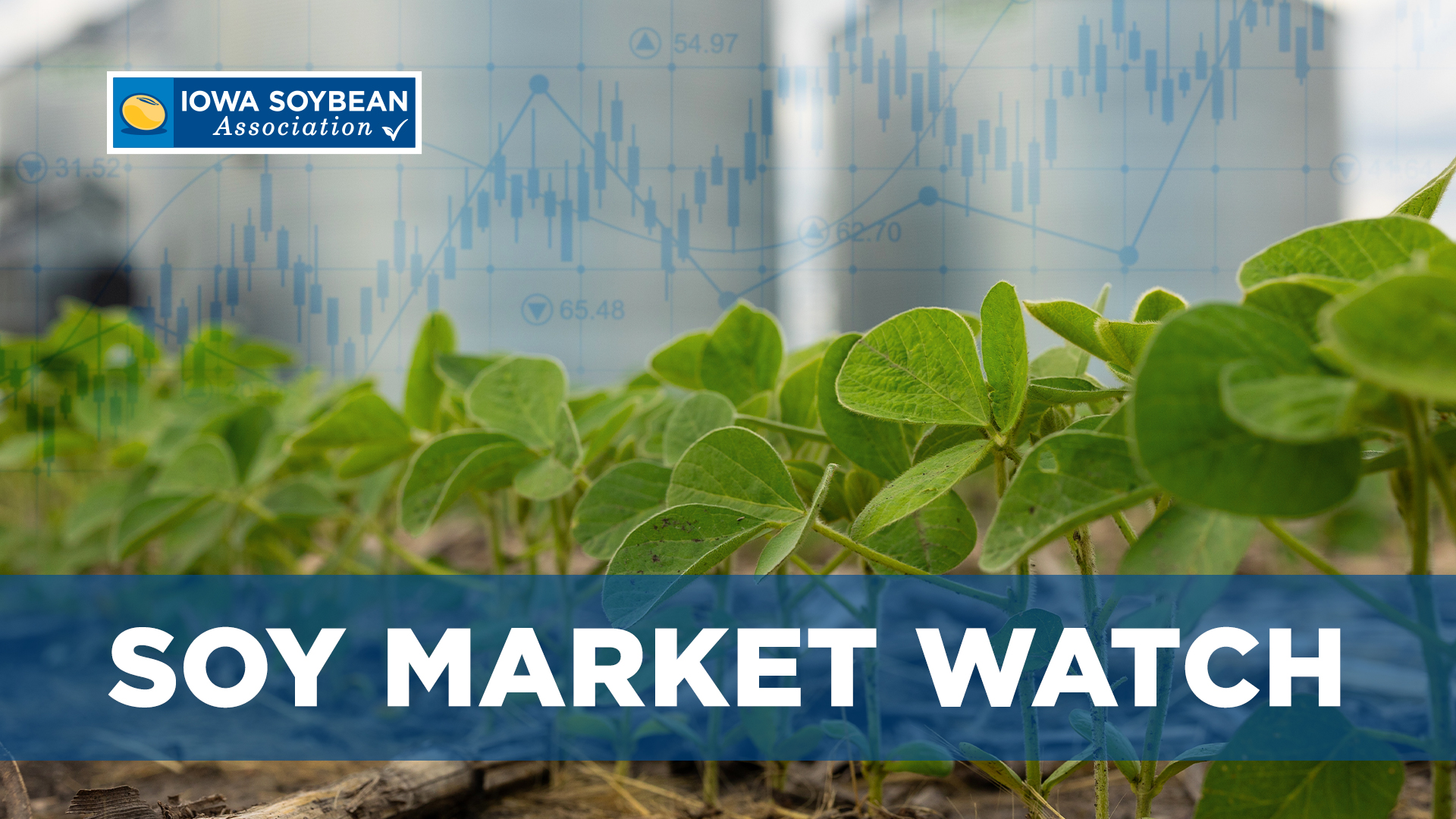 Soy Market Watch