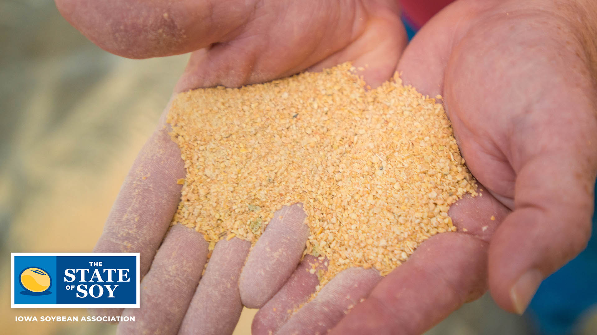 Hands holding crushed soybeans
