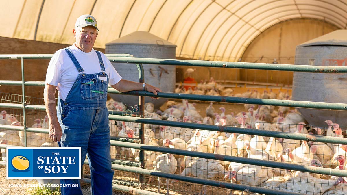 Turkeys in pen on farm