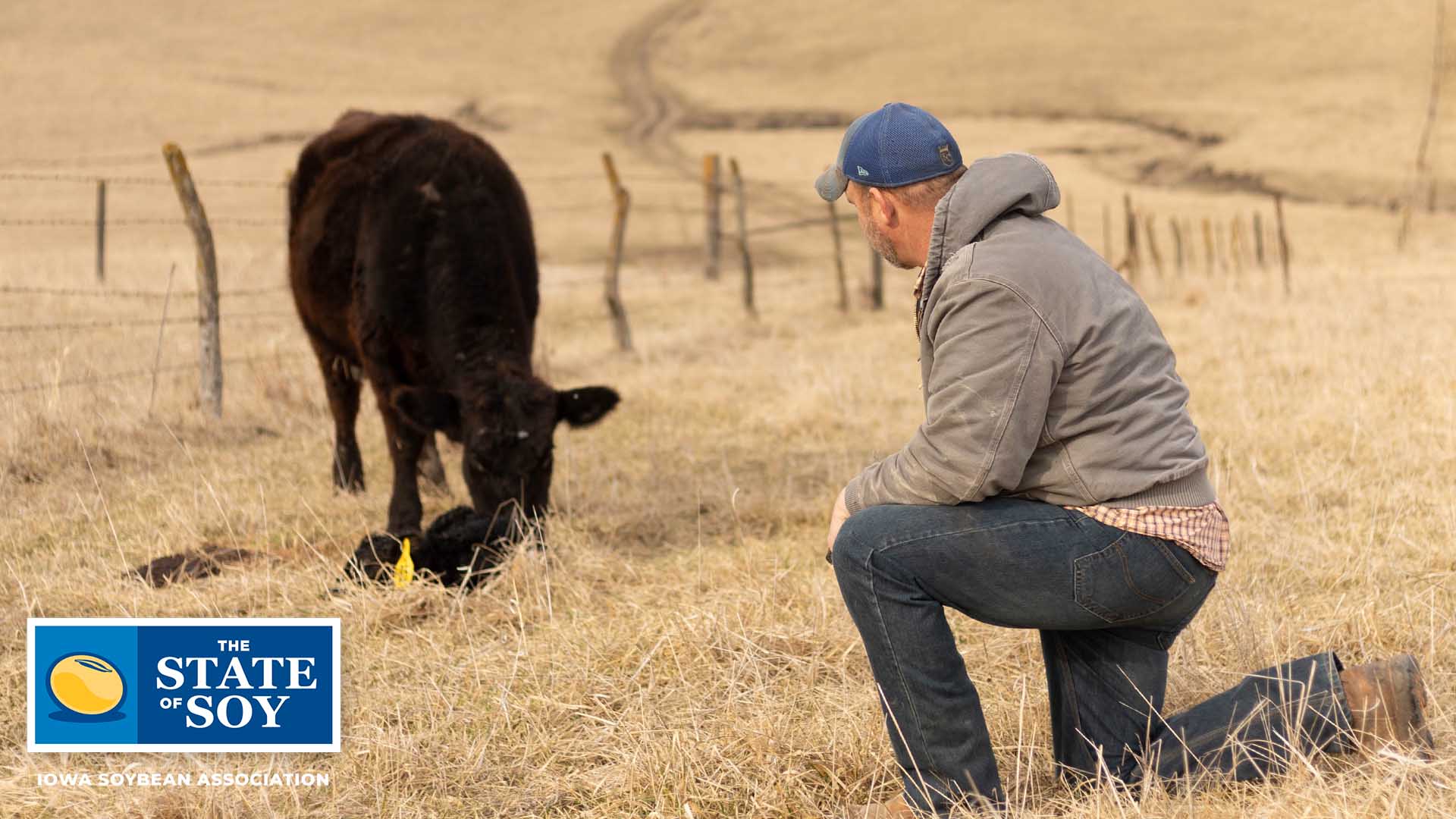Farmer kneeling down next to newborn calf