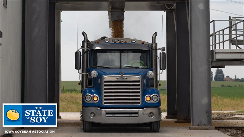 Semi fills up with a load of soybeans