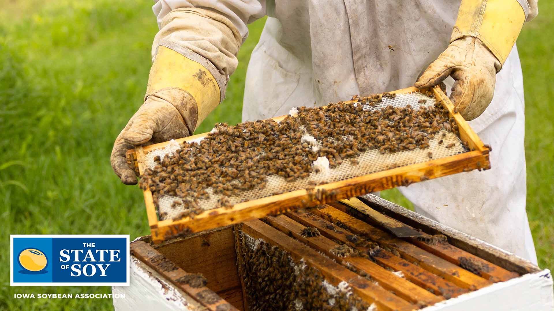 Beekeeper removing bees from box