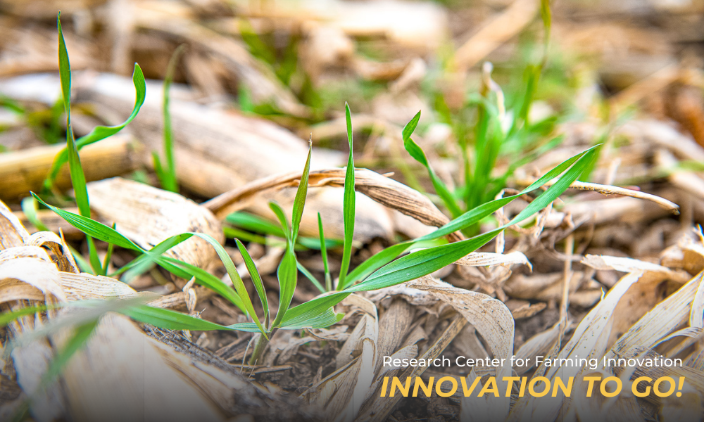 Green cover crops poke up through corn stalk stubble