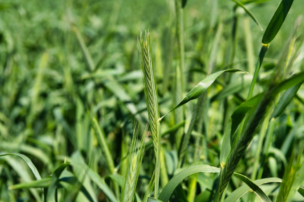 Closeup of green cover crops.