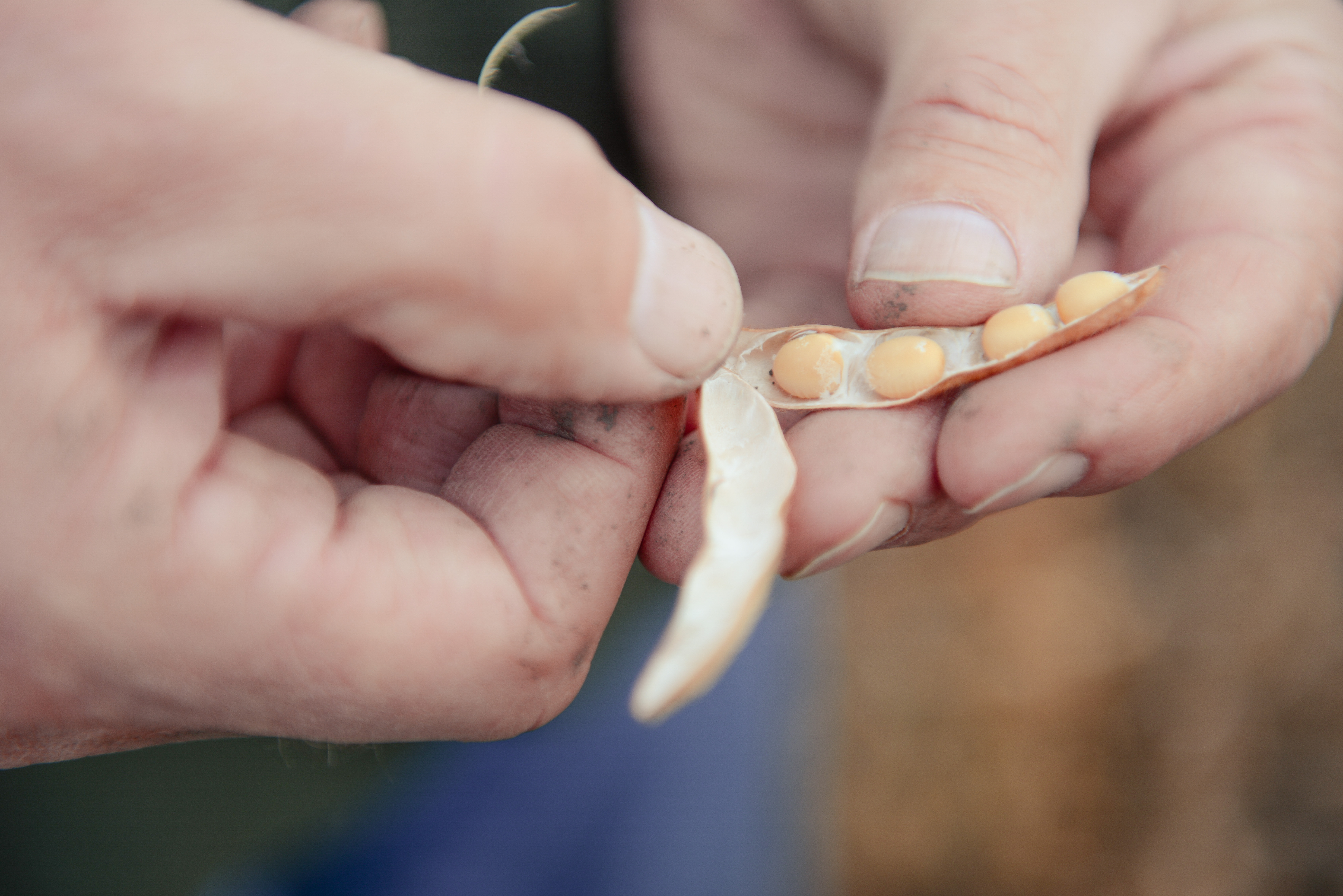 Closeup of hands holding a soybean pod