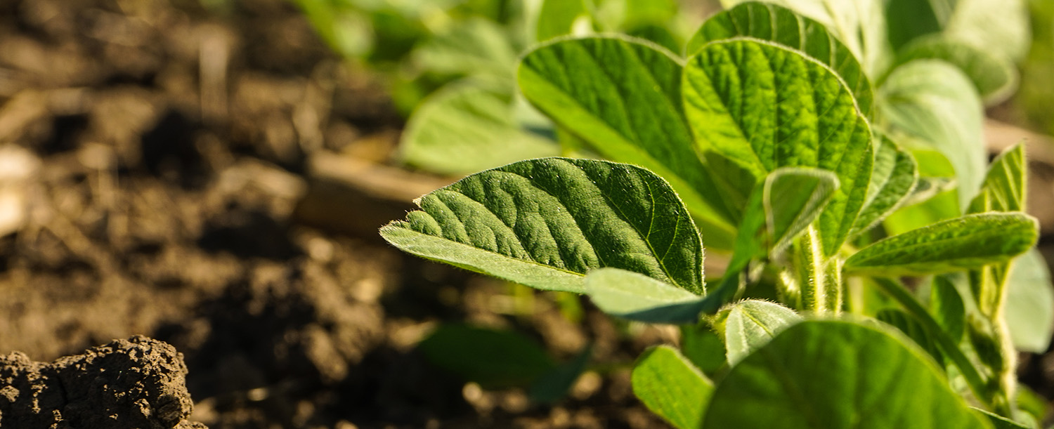 Soybeans in rich Iowa soil