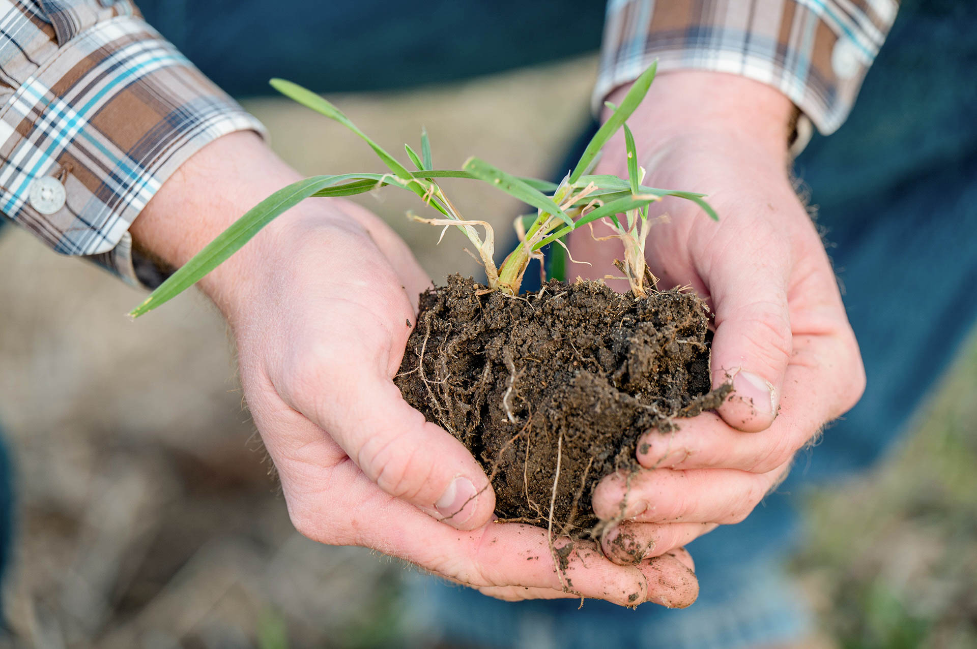 Cover crops in farmer's hands