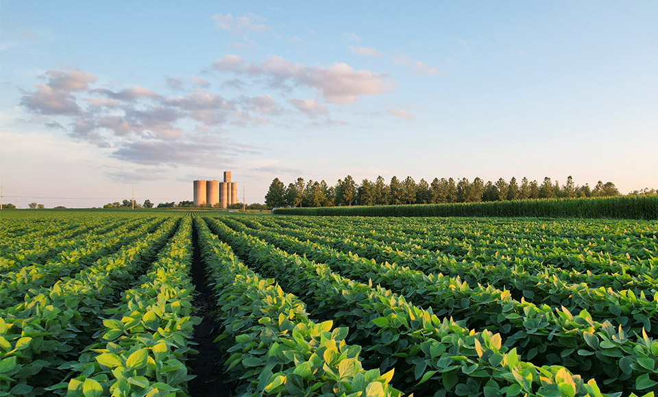 Soybean field in Iowa