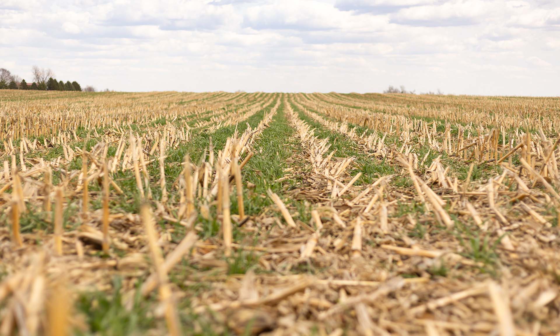 Green cover crops growing around corn stalks