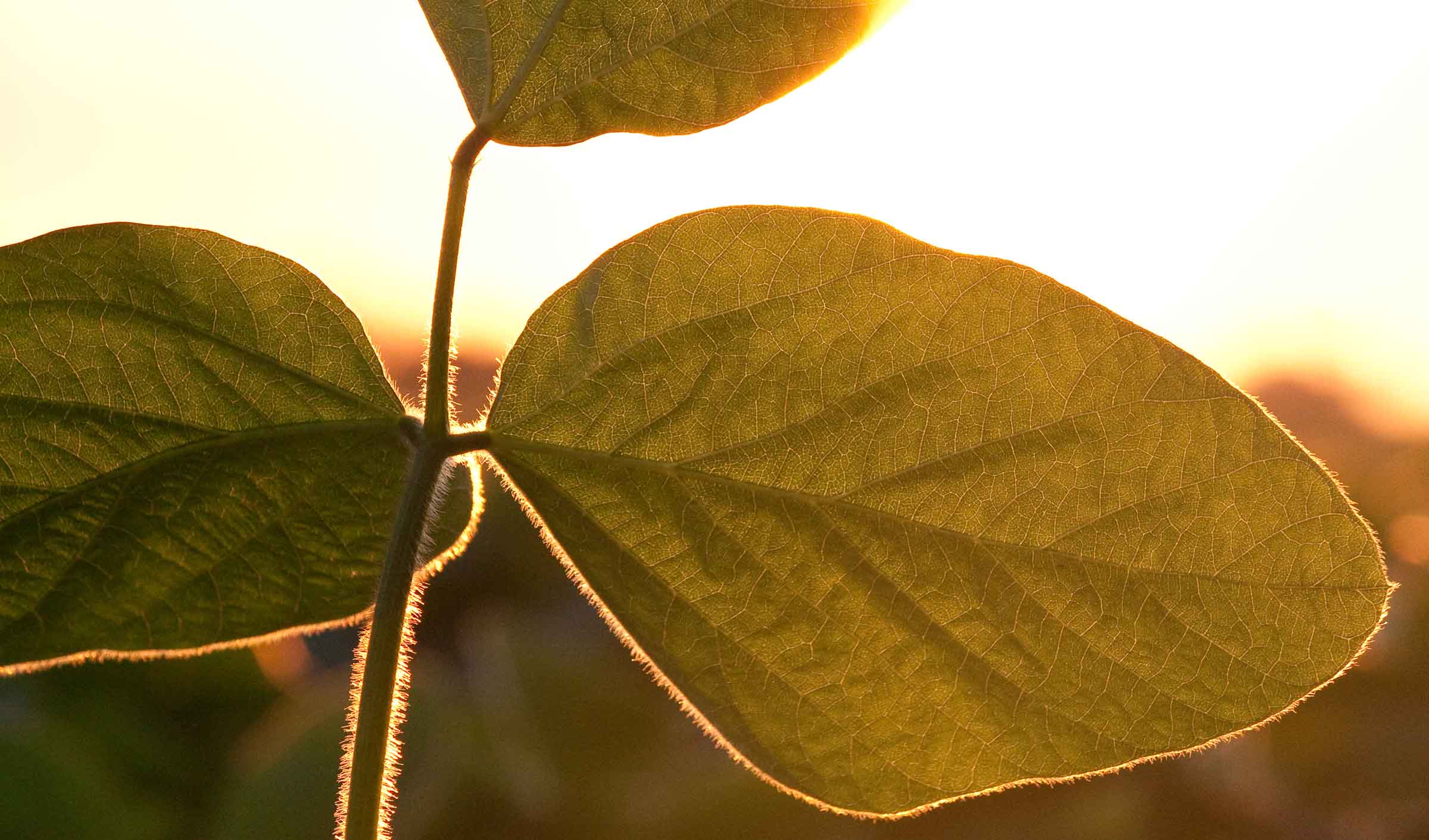 Soybean Plant