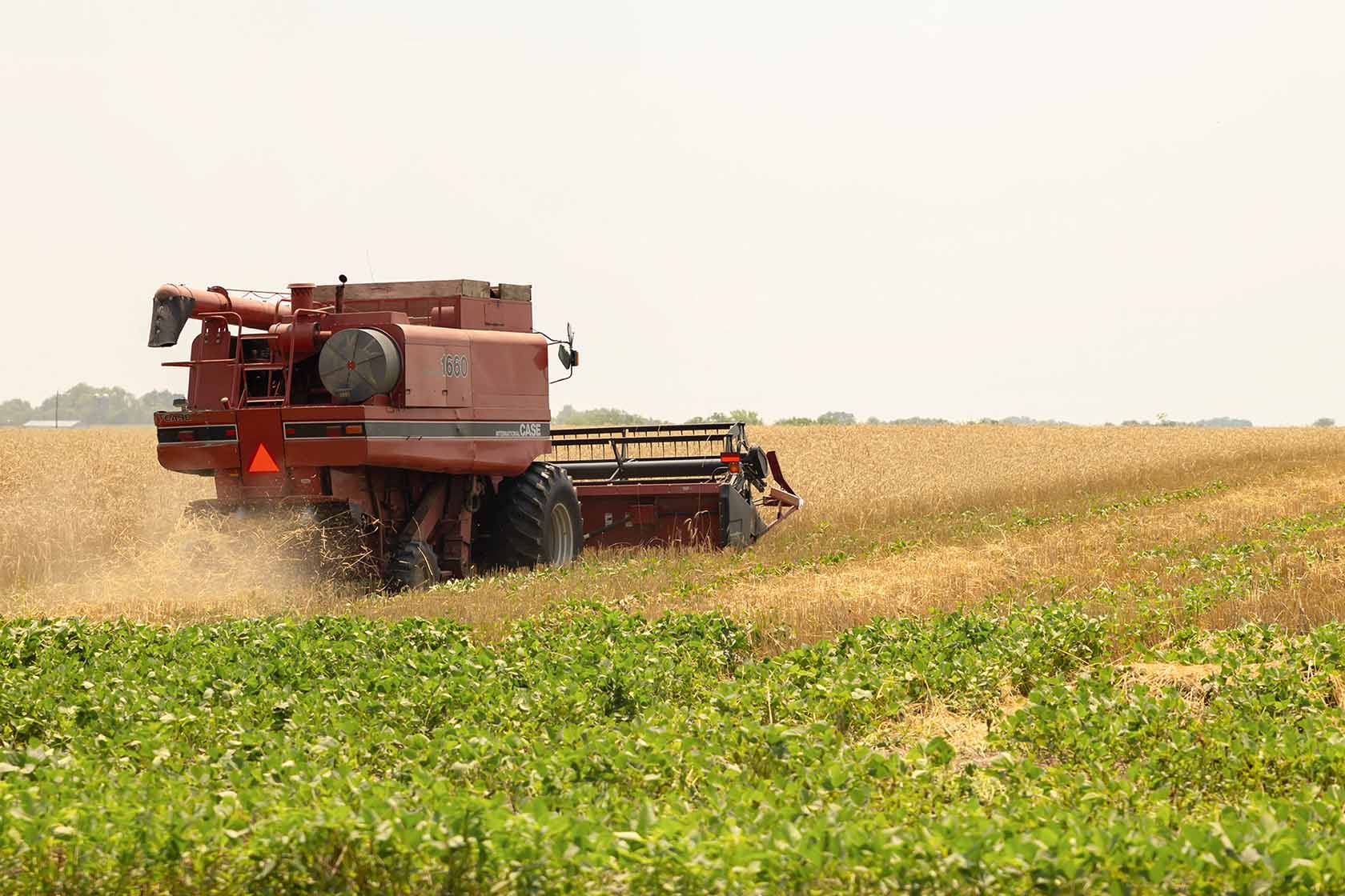 Case IH Combine in Soybean Field
