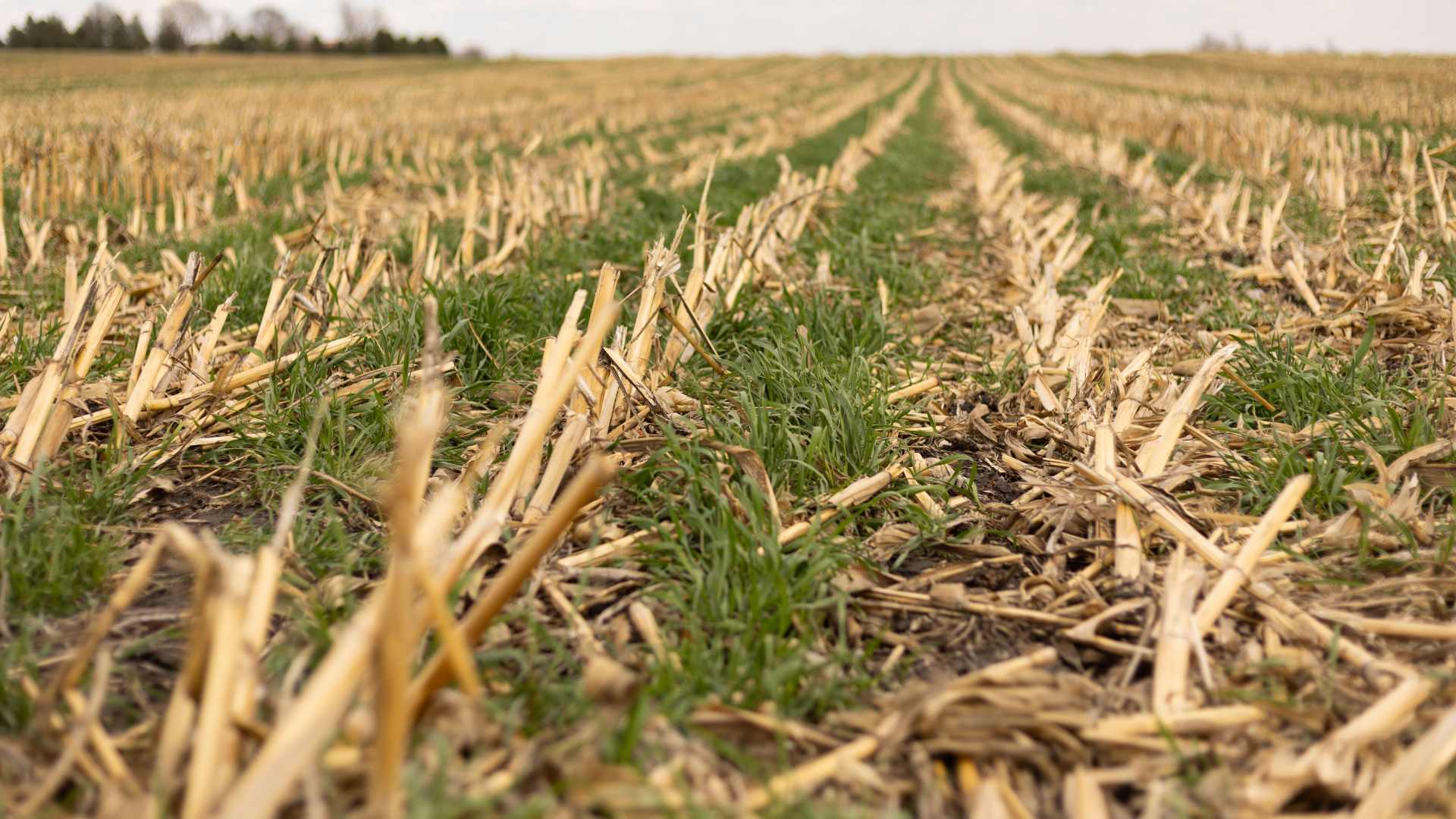 Cover Crops Grow Between Cornstalk rows