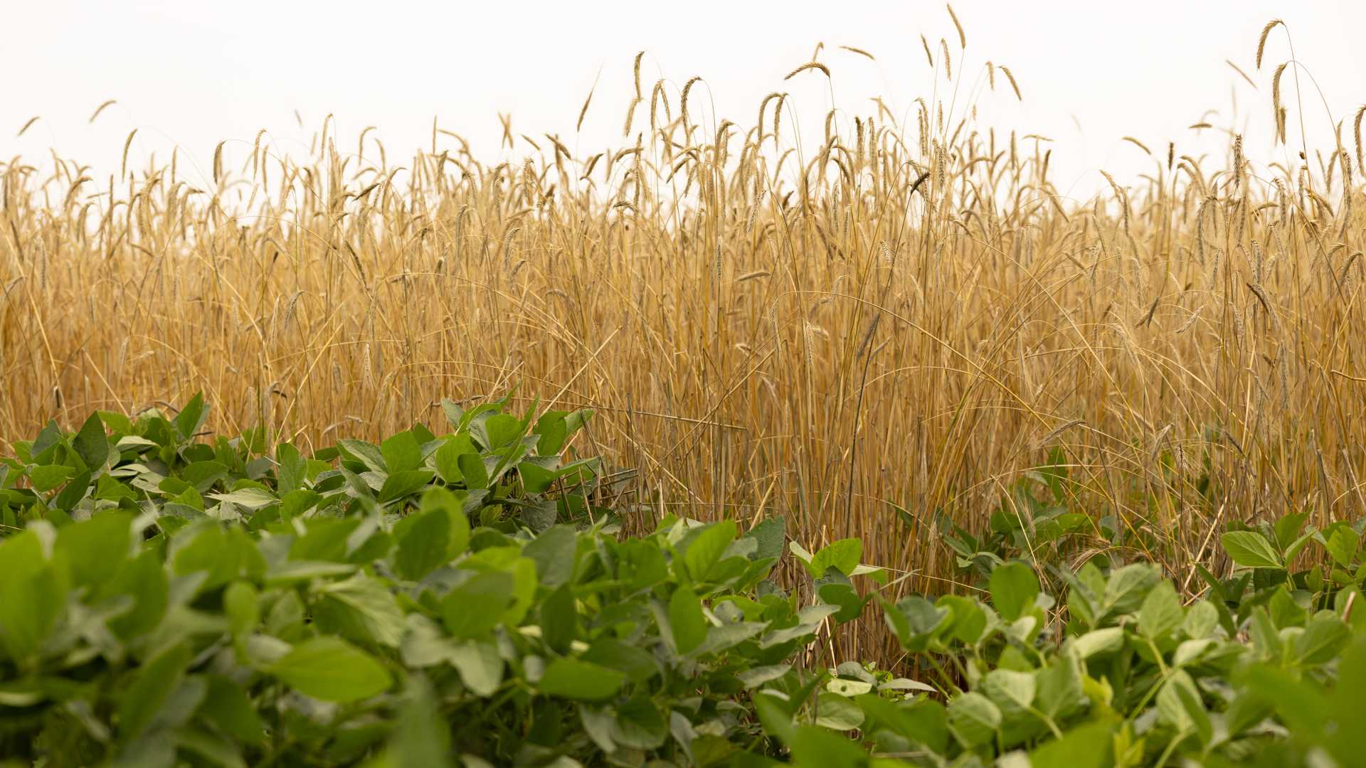Soybeans grow underneath rye that is ready to harvest