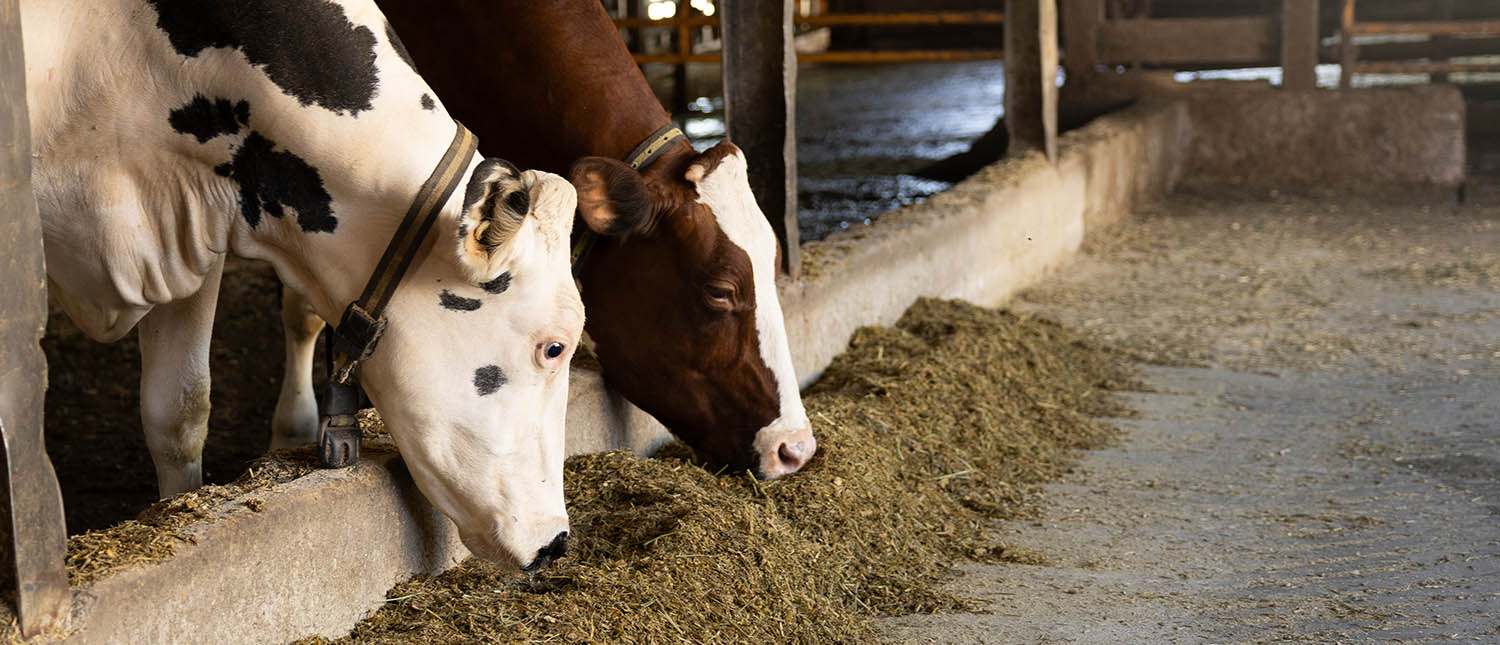 Dairy cattle eating