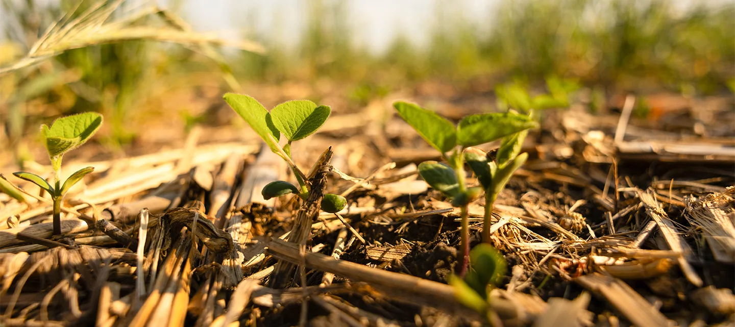 Crops Sprouting