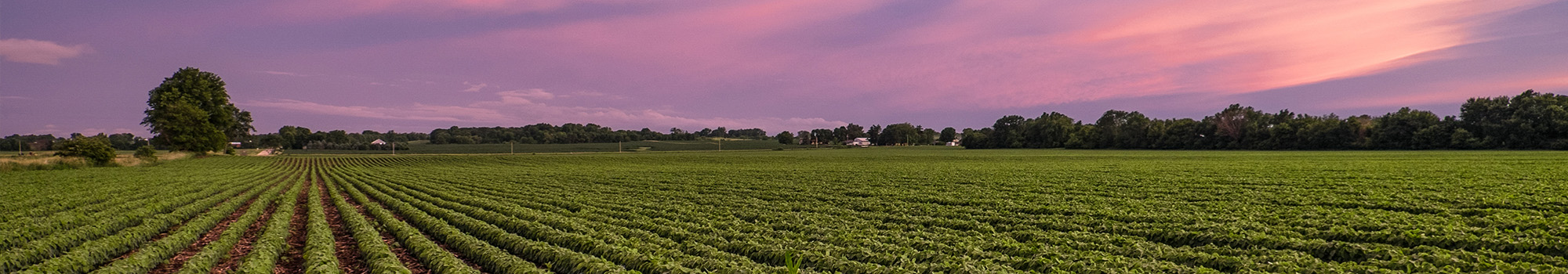 Rows of soybeans in field at dusk