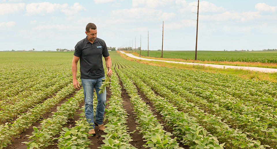 Drew Clemmensen walking in soybean field