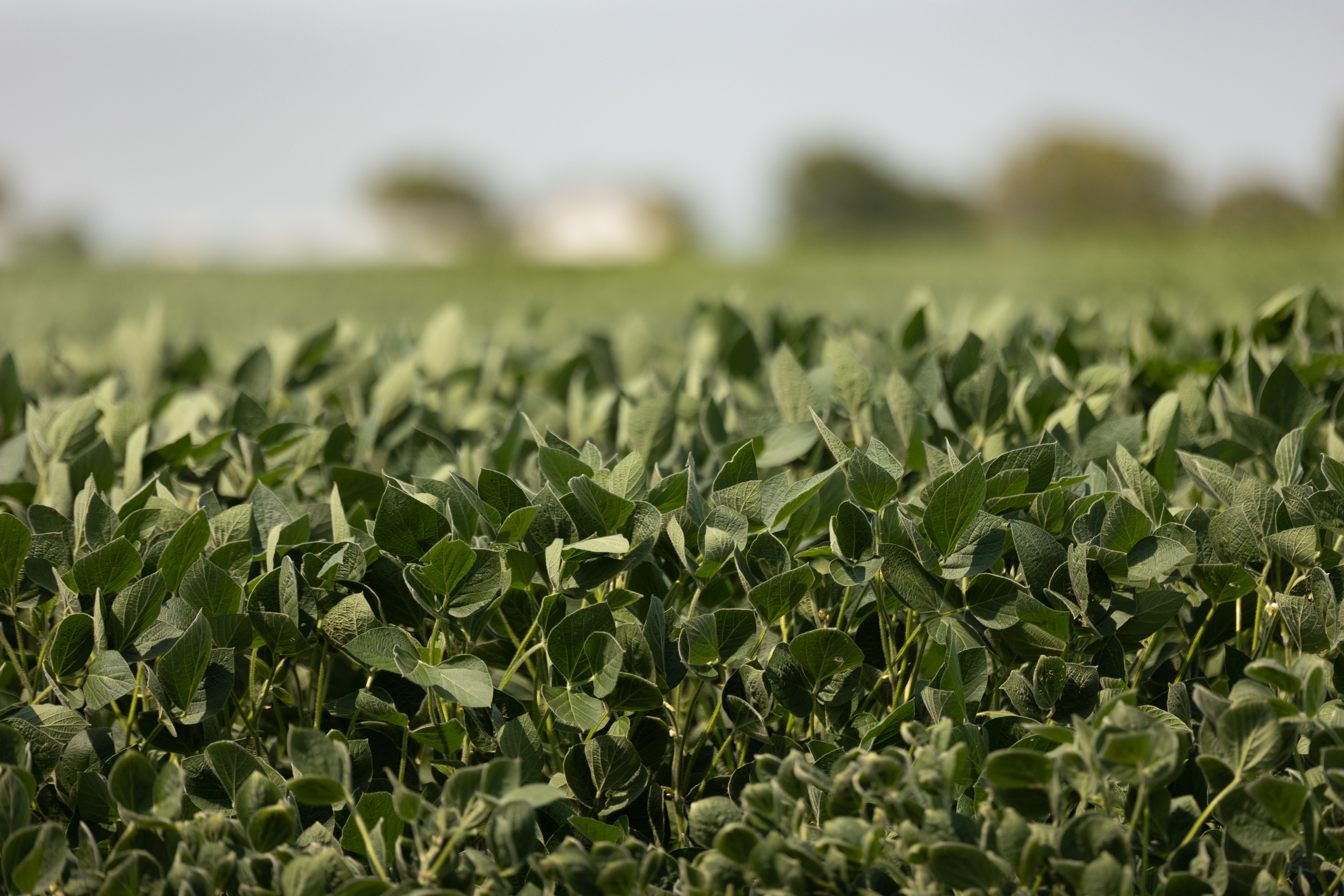 Soybean field