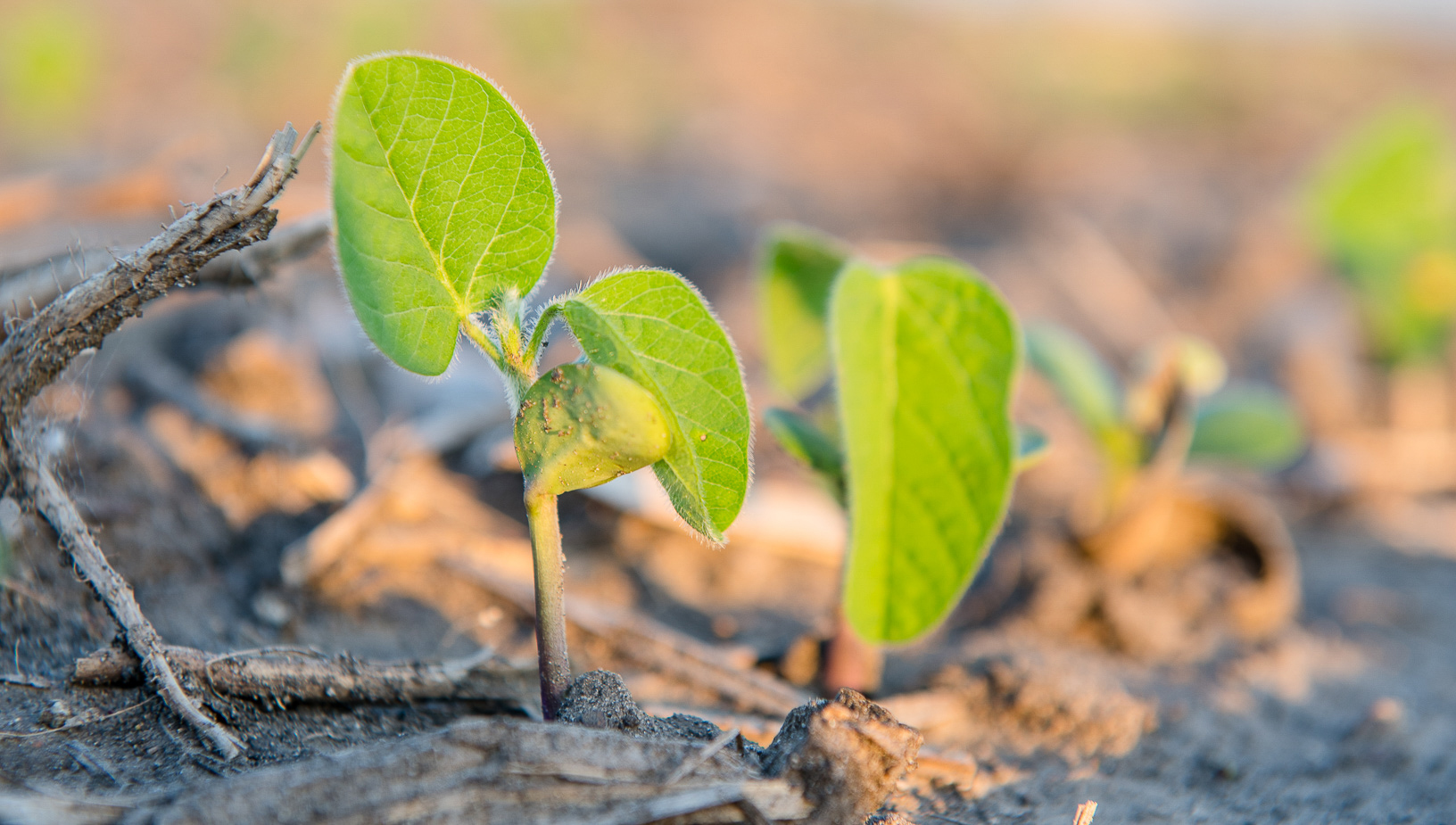 Closeup of a soybean seedling